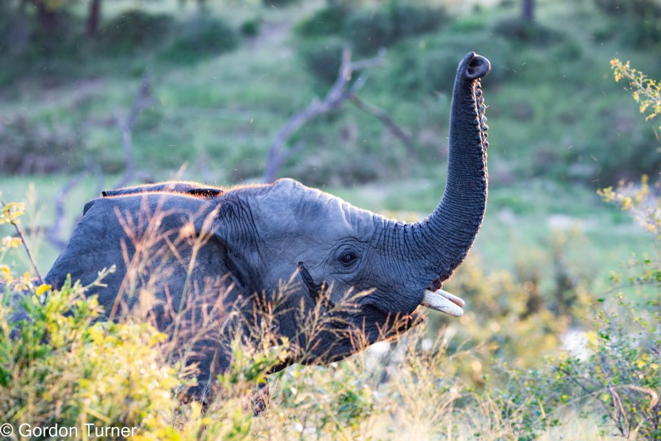 <h2>The Best of South Africa Escorted 2023</h2> 14 Nights | 6 Rounds | March 11 - 25